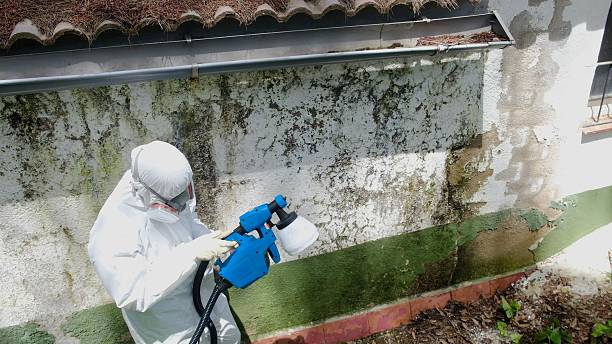 Top rated local Attic Mold Remediation specialists in Whiskey Creek, FL